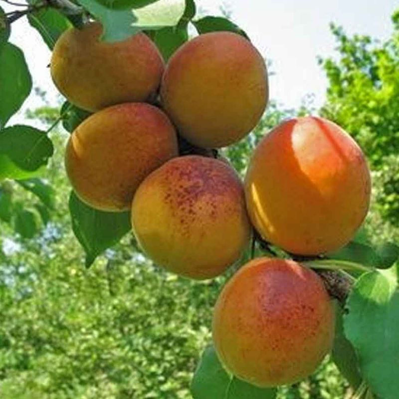 Apricot Westcot