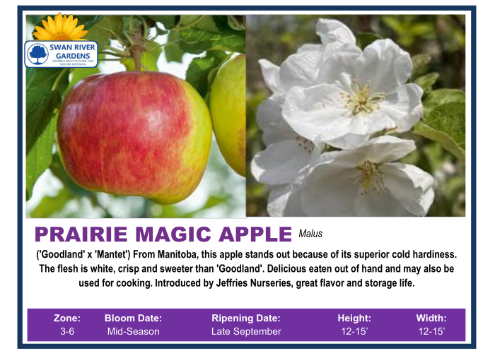 Malus_PrairieMagic